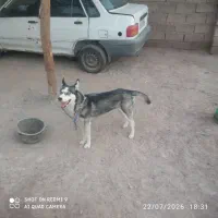 ۱۲۳|سگ|گوهرکوه, |دیوار