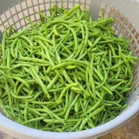 سبزی آماده،ابلیموگیری،ابغوره گیری، ابگوجه گیری|خوردنی و آشامیدنی|سقز, |دیوار