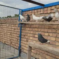 کبوتر پرشی پاجفتی