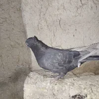 کبوتر ماده|پرنده|مرودشت, دولت آباد|دیوار