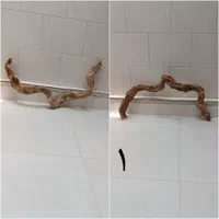 چوب آکواریوم طبیعی