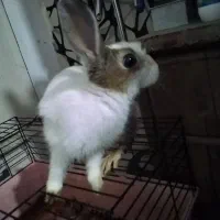 خرگوش سفید|موش و خرگوش|تهران, استخر|دیوار