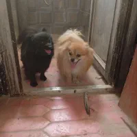 سگ پامر واگذاری|سگ|مشهد, امام خمینی|دیوار