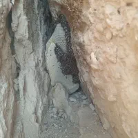 عسل وحشی|خوردنی و آشامیدنی|علامرودشت, |دیوار