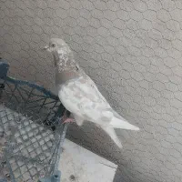 کفتر شهرستانی