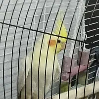 یک جفت عروس هلندی