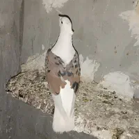 چهار پرنده رنگی شرط دور