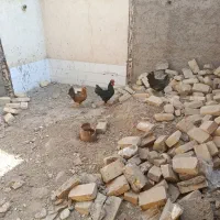 مرغ جوان دم تخم گذاری و خروس