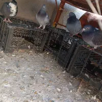 کبوتر فروشی|پرنده|نرماشیر, |دیوار