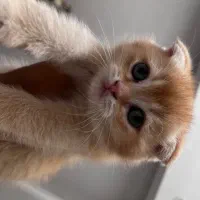 واگذاری گربه اسکاتیش