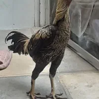 خروس لاری اصیل