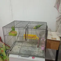 مرغ عشق با قفس|پرنده|کارون, |دیوار