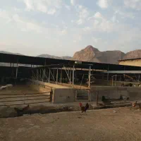 طهر دامداری ۲۰۰۰راس گوسفند.مجوز ۷۰۰۰متر گلخانه|فروش دفتر صنعتی، کشاورزی، تجاری|باغ ملک, |دیوار