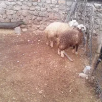 فروش بره۴۲۰۰۰۰