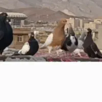 کفتر یال زرد پرنده