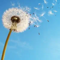 نیرو خدماتی