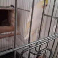 عروس هلندی نر|پرنده|تهران, دستغیب|دیوار