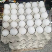 تخمرغ فقط کیلو۴۸تومن