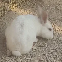 خرگوش
