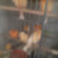 قناری