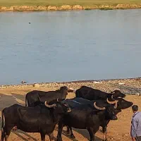 کره و روغن حیوانی محلی /// گاومیش