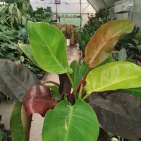 هدیه ی روز مادر رسید|گل و گیاه طبیعی|نیشابور, شهرک ولیعصر|دیوار