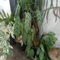 گل طبیعی|گل و گیاه طبیعی|مسجد سلیمان, |دیوار