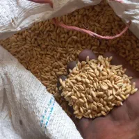 گندم اذر 2 ،تمیز  بذری ، دیم کیلو 31|خدمات باغبانی و درختکاری|شیروان (خراسان), |دیوار