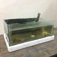 اکواریوم|ماهی|نیشابور, شهید جعفری|دیوار