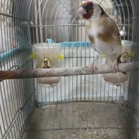 فروش دو عدد سهره|پرنده|شیراز, شهرک امام حسن|دیوار