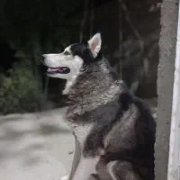 سگ هاسگی چشم آبی و باهوش|سگ|شیروان (خراسان), |دیوار