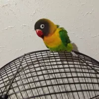 یک جفت طوطی مولد