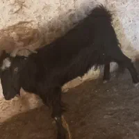 ..بز|حیوانات مزرعه|لامرد, |دیوار