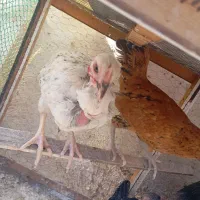 مرغ خروس بلدرچین غاز