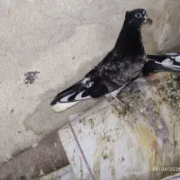 کفتر، کبوتر جوجه، نر و ماده اصل و نسب دار