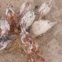 مرغ و خروس و جوجه لاری اصل|حیوانات مزرعه|هیرمند, |دیوار