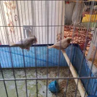 جفت فنچ کینگ اروپایی|پرنده|فسا, |دیوار