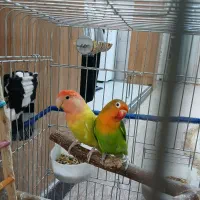 طوطی برزیلی