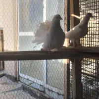 دو جفت چتری سفید نژاد دار|پرنده|اصفهان, پوریای ولی|دیوار