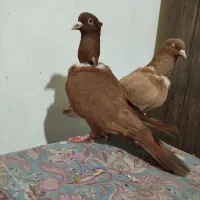 جفگاه .کلاغ زرد سرخ رسمی کله زرد سیاه