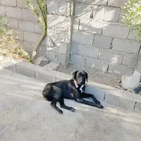 سگ دمبلانی|سگ|کلاله, |دیوار