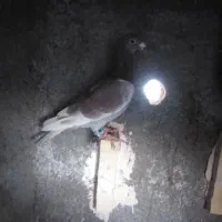 کرواتی افغونی زرد کرمونی و چندتا جوجه|پرنده|تربت‌حیدریه, شهرک ولیعصر|دیوار