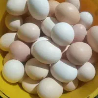 تخم مرغ محلی