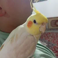 عروس هلندی لوتینو