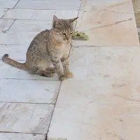 ۴عدتوله گربه