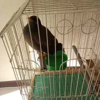 مرغ مینا  حرف زن فوری زیر دوسال