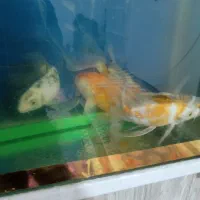 کوی سوپر باله سایز مولد با اکواریوم و لوازم کامل|ماهی|سراب, |دیوار