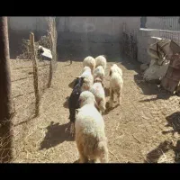 بره نر وماده گوسفند بز|حیوانات مزرعه|اهواز, بهارستان|دیوار