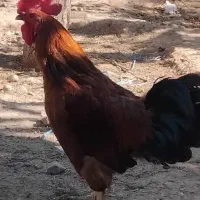 خروس مرغ کرچ شو جوان|حیوانات مزرعه|کوهسار (البرز), |دیوار