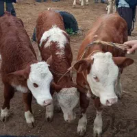 بهترین هارا از ما بخواهید